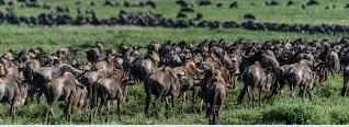 4 Days Ndutu serengeti Migration Safari| Kizza Adventure